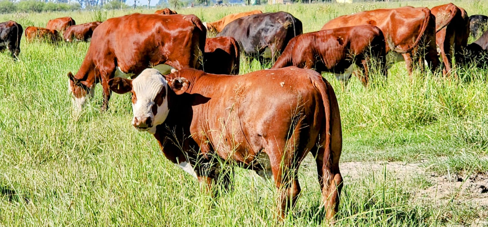 Producción de carnes de calidad en ambientes complejos: la propuesta del Dr. Bianchi en AgroActiva